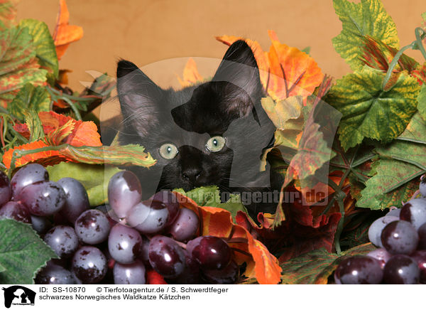 schwarzes Norwegisches Waldkatze K�tzchen / black Norwegian Forest Kitten / SS-10870