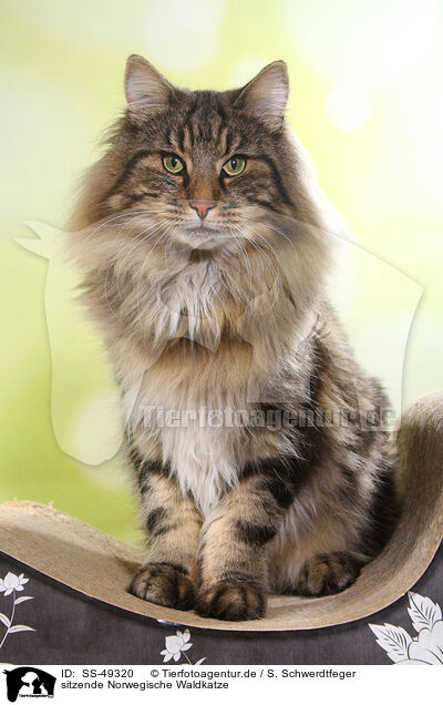 sitzende Norwegische Waldkatze / sitting Norwegian Forest Cat / SS-49320