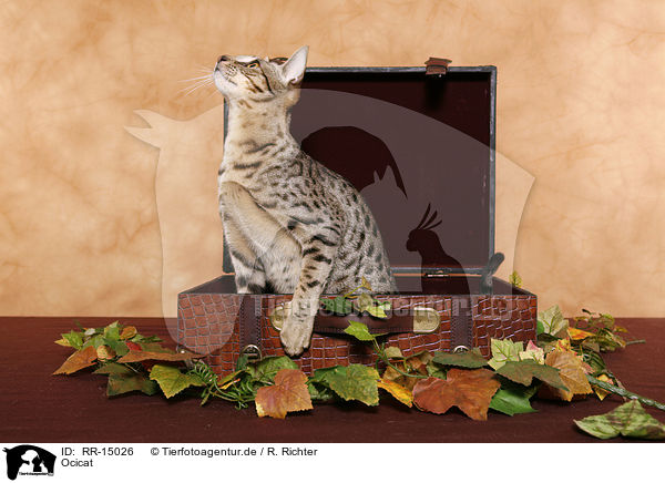 Ocicat / Ocicat / RR-15026