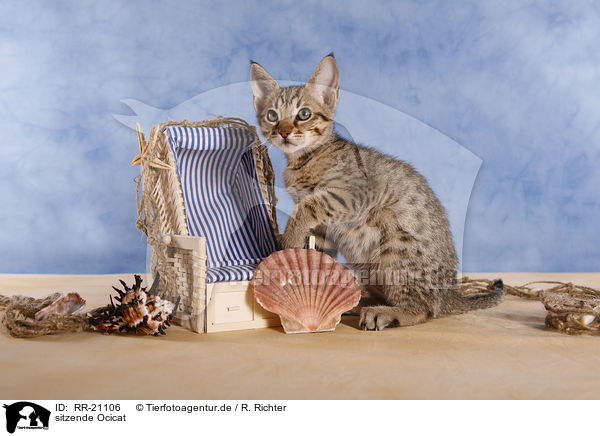 sitzende Ocicat / sitting Ocicat / RR-21106