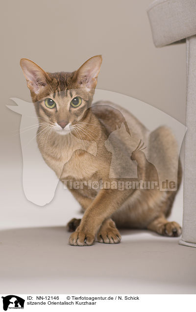 sitzende Orientalisch Kurzhaar / sitting Oriental Shorthair / NN-12146