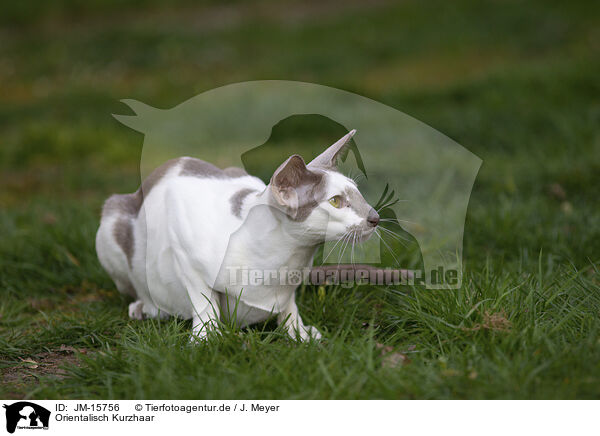 Orientalisch Kurzhaar / Oriental Shorthair / JM-15756