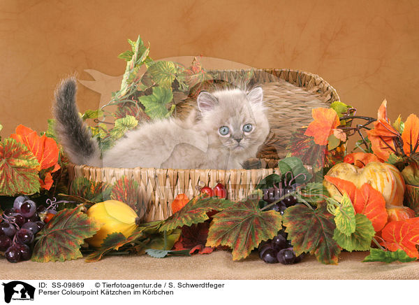 Perser Colourpoint K�tzchen im K�rbchen / persian kitten colourpoint in basket / SS-09869