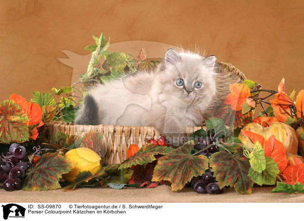 Perser Colourpoint K�tzchen im K�rbchen / persian kitten colourpoint in basket / SS-09870