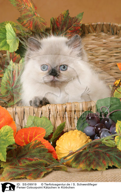 Perser Colourpoint K�tzchen in K�rbchen / persian kitten colourpoint in basket / SS-09919