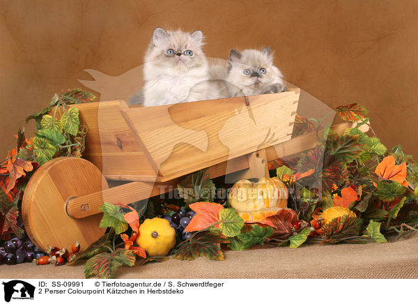 2 Perser Colourpoint K�tzchen in Herbstdeko / 2 Persian Kitten / SS-09991