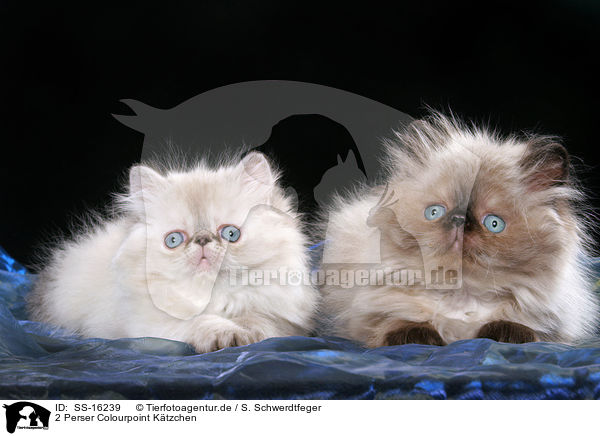 2 Perser Colourpoint K�tzchen / 2 persian kitten colourpoint / SS-16239