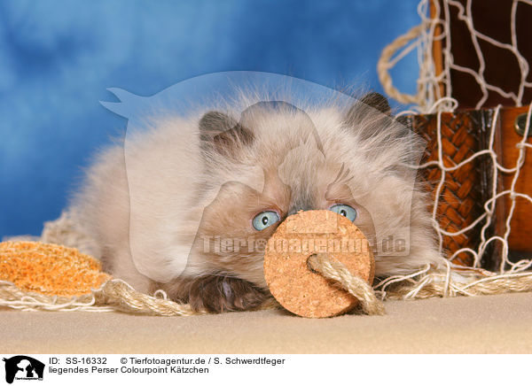 liegendes Perser Colourpoint K�tzchen / lying persian kitten colourpoint / SS-16332