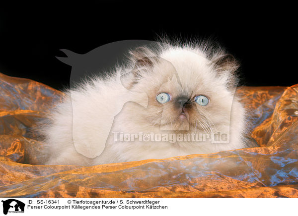 Perser Colourpoint K�liegendes Perser Colourpoint K�tzchen / lying persian kitten colourpoint / SS-16341