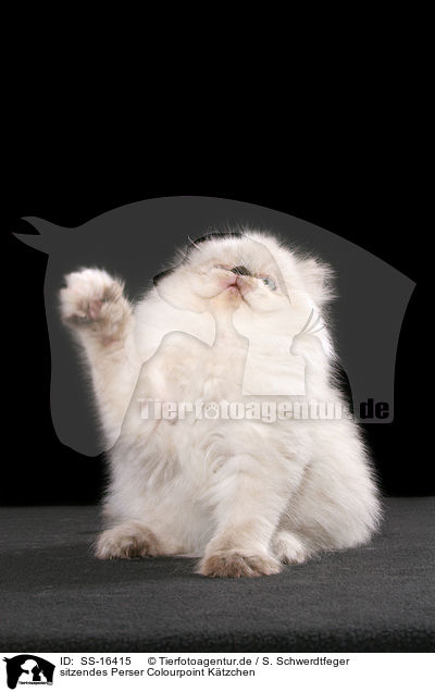 sitzendes Perser Colourpoint K�tzchen / sitting persian kitten colourpoint / SS-16415