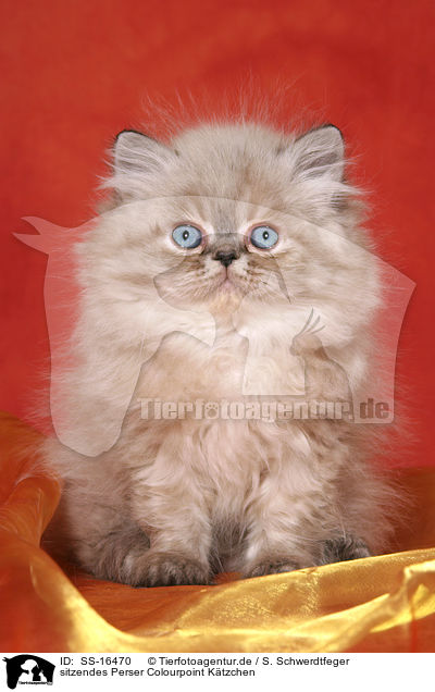sitzendes Perser Colourpoint K�tzchen / sitting persian kitten colourpoint / SS-16470