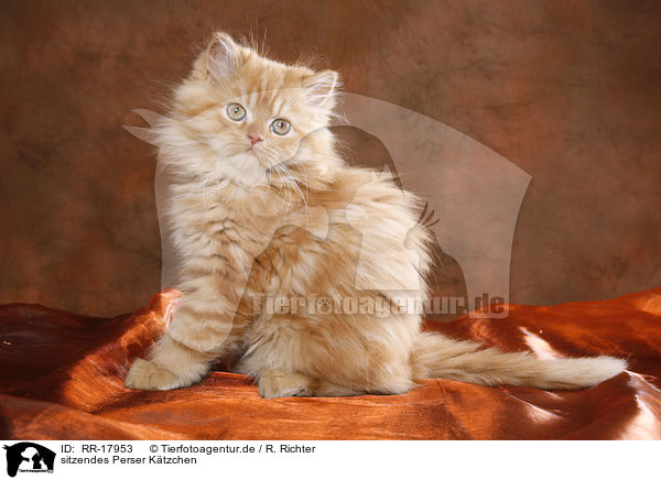 sitzendes Perser K�tzchen / sitting persian kitten / RR-17953