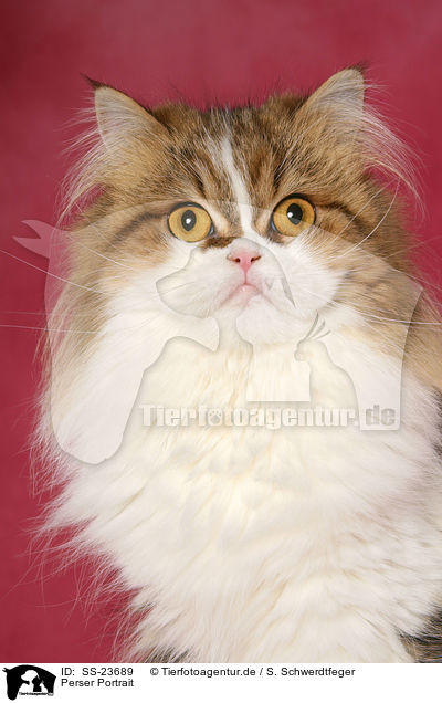 Perser Portrait / Persian cat portrait / SS-23689