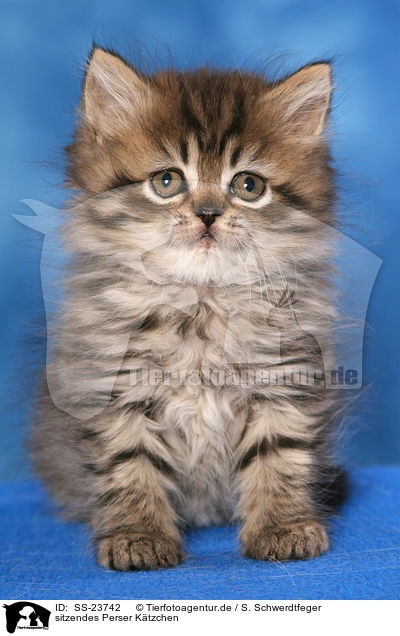 sitzendes Perser K�tzchen / sitting Persian kitten / SS-23742