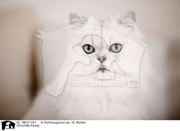 Chinchilla Perser / Chinchilla Persian Cat / RR-51161