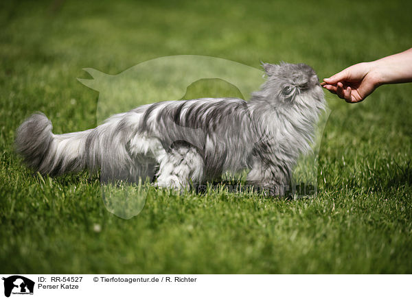 Perser Katze / persian cat / RR-54527