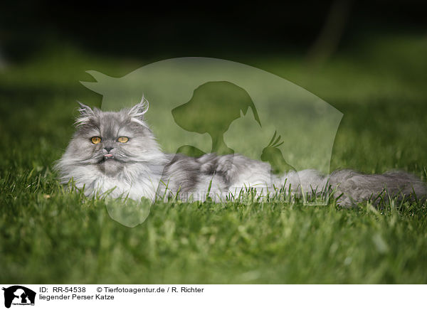 liegender Perser Katze / lying persian cat / RR-54538