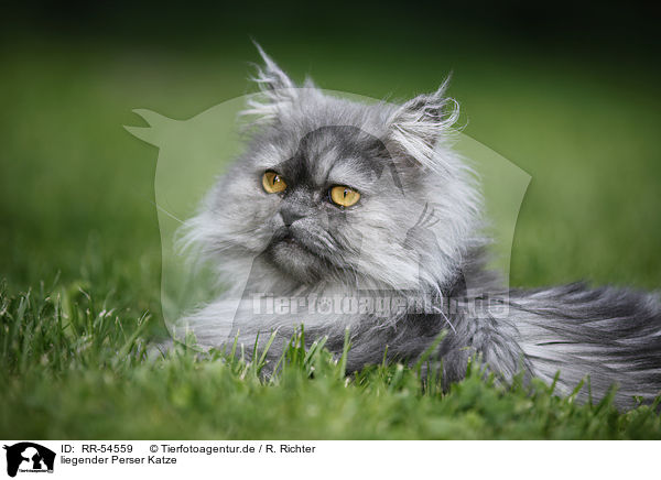 liegender Perser Katze / RR-54559
