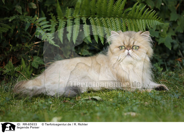 liegende Perser / lying Persian Cat / RR-85933