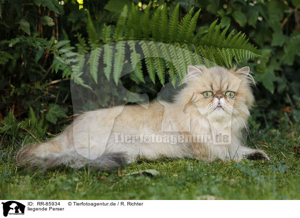 liegende Perser / lying Persian Cat / RR-85934