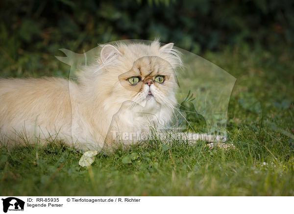 liegende Perser / lying Persian Cat / RR-85935
