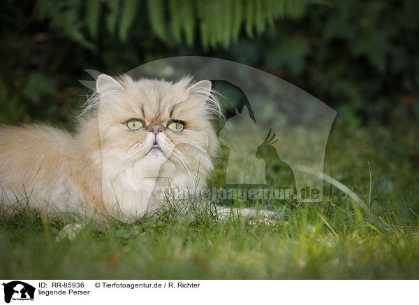liegende Perser / lying Persian Cat / RR-85936