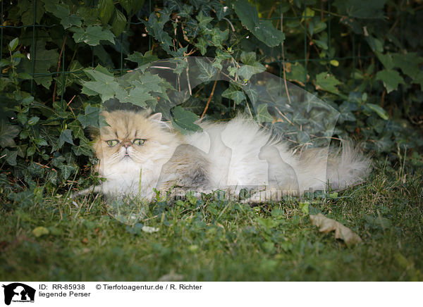 liegende Perser / lying Persian Cat / RR-85938