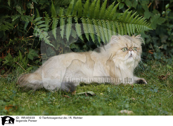 liegende Perser / lying Persian Cat / RR-85939
