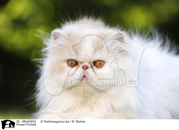 Perser Portrait / Persian Cat Portrait / RR-85953