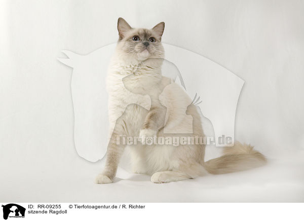 sitzende Ragdoll / sitting Ragdoll / RR-09255