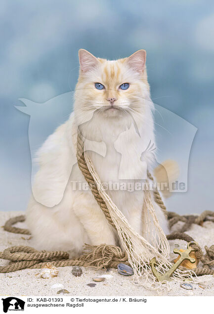 ausgewachsene Ragdoll / adult Ragdoll / KAB-01393