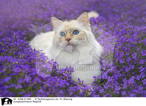 ausgewachsene Ragdoll / adult Ragdoll / KAB-01396