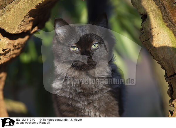 ausgewachsene Ragdoll / adult Ragdoll / JM-11340