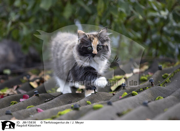Ragdoll K�tzchen / Ragdoll kitten / JM-15836