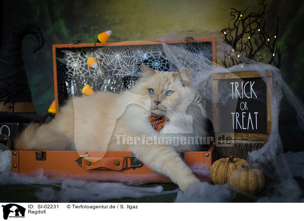 Ragdoll / Ragdoll / SI-02231