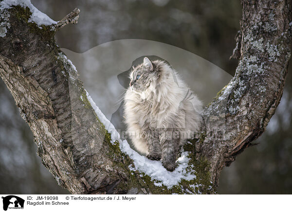 Ragdoll im Schnee / Ragdoll in snow / JM-19098