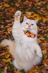 Ragdoll im Herbst