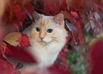 Ragdoll im Herbst
