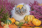 Ragdoll im Herbst