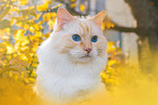 Ragdoll im Herbst