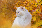 Ragdoll im Herbst