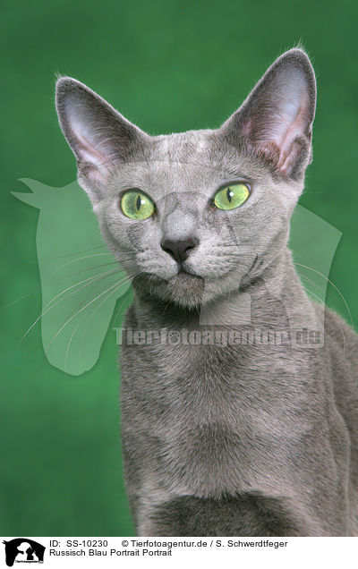 Russisch Blau Portrait Portrait / Russian Blue Portrait Portrait / SS-10230
