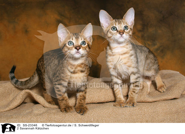 Savannah K�tzchen / Savannah kitten / SS-23346