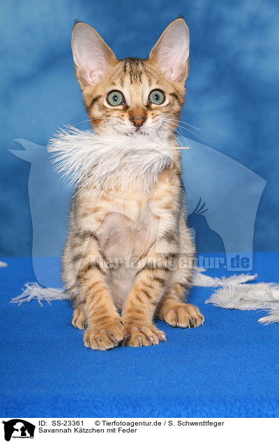 Savannah K�tzchen / Savannah kitten / SS-23361