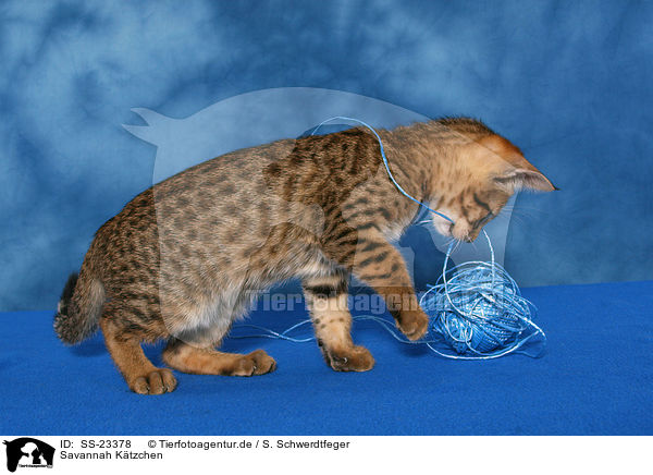 Savannah K�tzchen / Savannah kitten / SS-23378