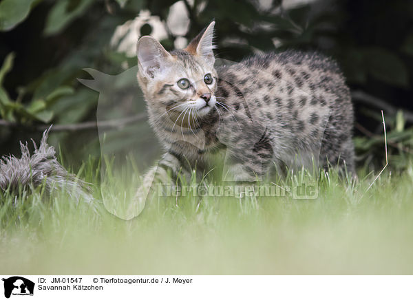 Savannah K�tzchen / Savannah kitten / JM-01547