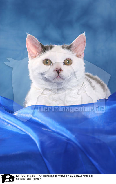 Selkirk Rex Portrait / Selkirk Rex Portrait / SS-11768