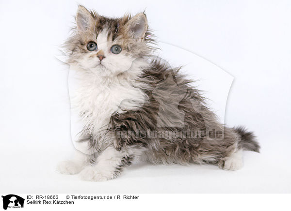 Selkirk Rex K�tzchen / Selkirk Rex Kitten / RR-18663