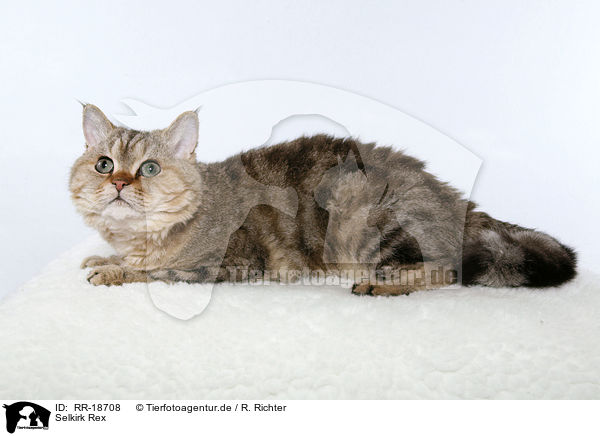 Selkirk Rex / Selkirk Rex / RR-18708