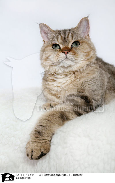 Selkirk Rex / Selkirk Rex / RR-18711